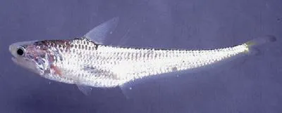 Lindman's grenadier anchovy (Coilia lindmani)