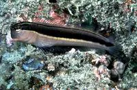 Linear blenny (Ecsenius lineatus)
