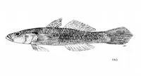 Linecheek tank goby (Glossogobius sparsipapillus)