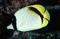 Lined butterflyfish (Chaetodon lineolatus)