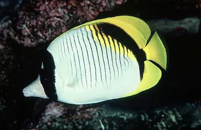 Lined butterflyfish (Chaetodon lineolatus)