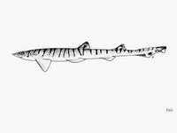 Lined catshark (Halaelurus lineatus)