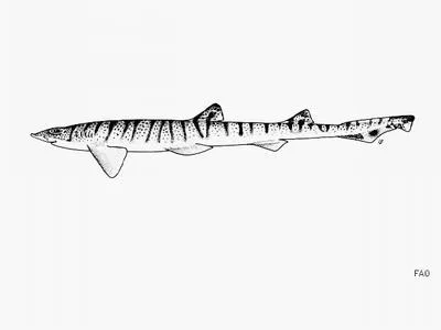 Lined catshark (Halaelurus lineatus)
