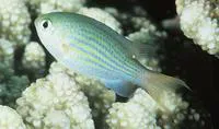 Lined chromis (Chromis lineata)