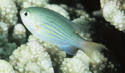 Lined chromis (Chromis lineata)