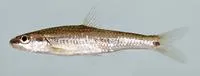 Lined chub (Hybopsis lineapunctata)