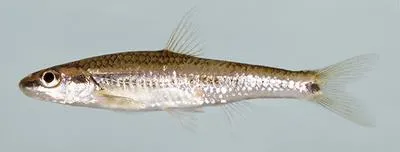 Lined chub (Hybopsis lineapunctata)