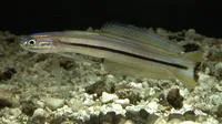 Lined dartfish (Ptereleotris grammica)