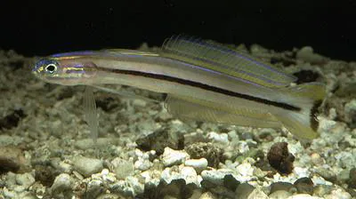 Lined dartfish (Ptereleotris grammica)