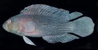 Lined dottyback (Labracinus lineatus)