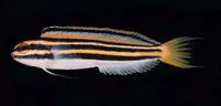Lined fangblenny (Meiacanthus lineatus)