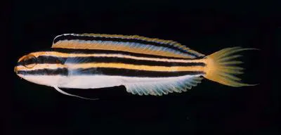 Lined fangblenny (Meiacanthus lineatus)