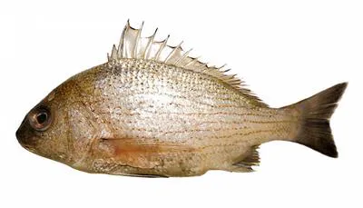 Lined grunt (Pomadasys punctulatus)