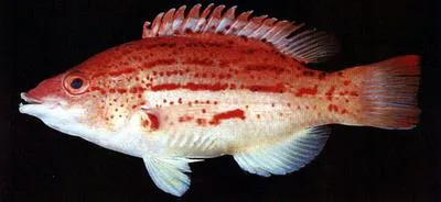 Lined hogfish (Bodianus leucosticticus)