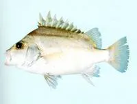 Lined javelinfish (Hapalogenys kishinouyei)
