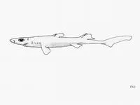 Lined lanternshark (Etmopterus bullisi)