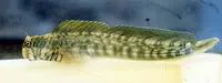 Lined rockskipper (Istiblennius lineatus)