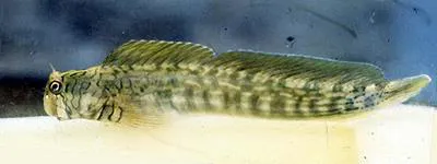 Lined rockskipper (Istiblennius lineatus)