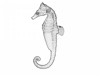 Lined seahorse (Hippocampus erectus)