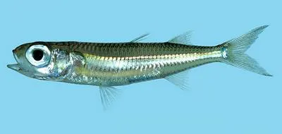 Lined silverside (Atherinomorus lineatus)