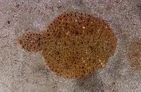 Lined sole (Achirus lineatus)