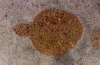 Lined sole (Achirus lineatus)