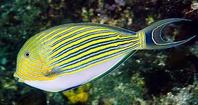 Lined surgeonfish (Acanthurus lineatus)