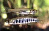 Lined topminnow (Fundulus lineolatus)