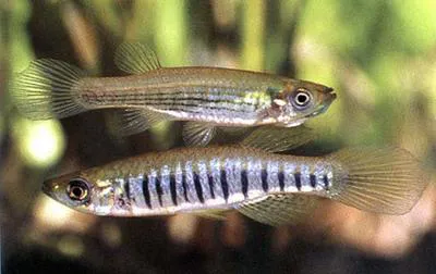 Lined topminnow (Fundulus lineolatus)