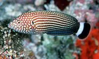 Lined wrasse (Anampses lineatus)