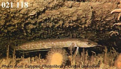 Ling (Molva molva)