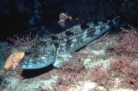 Lingcod (Ophiodon elongatus)