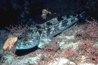 Lingcod (Ophiodon elongatus)