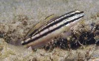 Link's goby (Amblygobius linki)