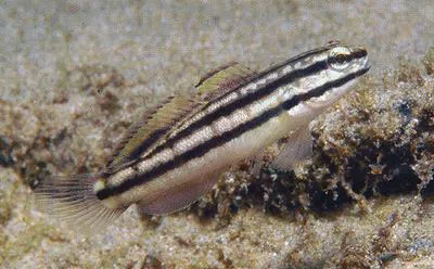 Link's goby (Amblygobius linki)