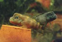 Lionhead cichlid (Steatocranus casuarius)