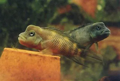 Lionhead cichlid (Steatocranus casuarius)