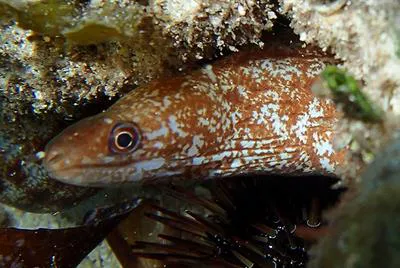 Lipspot moray (Gymnothorax chilospilus)