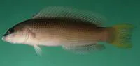 Lipstick dottyback (Pseudochromis kristinae)