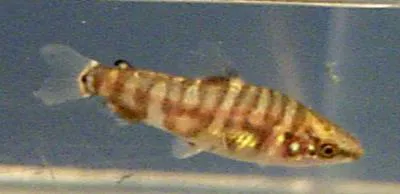 Lipstick leporinus (Leporinus arcus)