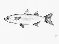 Liseta mullet (Mugil setosus)