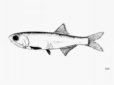 Little anchovy (Anchoa parva)