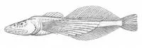 Little Baikal oilfish (Comephorus dybowskii)