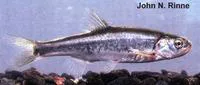 Little Colorado spinedace (Lepidomeda vittata)
