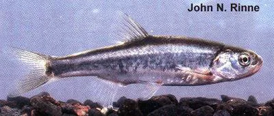 Little Colorado spinedace (Lepidomeda vittata)