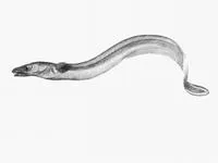 Little conger eel (Gnathophis habenatus)