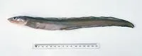Little conger (Gnathophis longicauda)