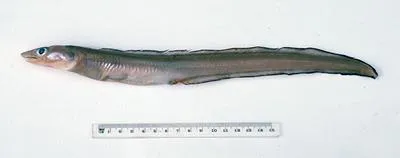 Little conger (Gnathophis longicauda)