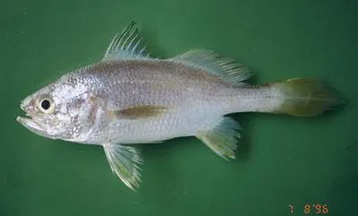 Little croaker (Stellifer stellifer)