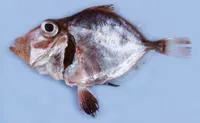 Little dory (Cyttopsis cypho)